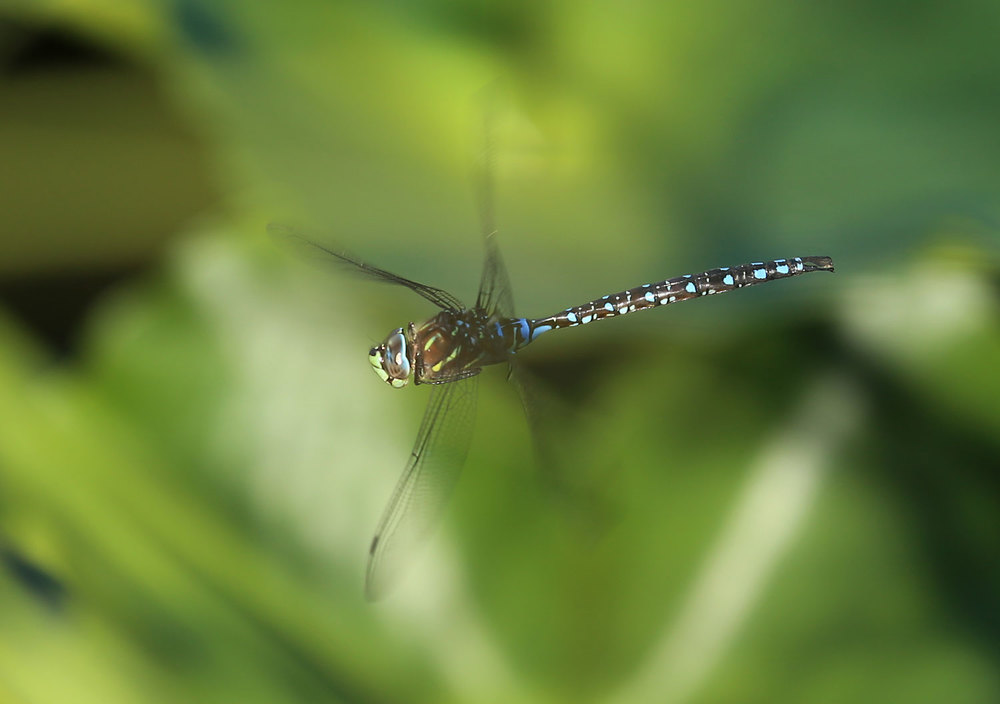  Paddle-tailed darner ( Aeshna palmata  )  