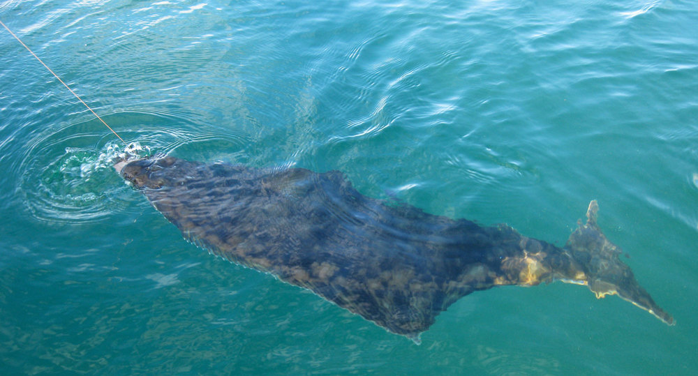 Pacific halibut (Hippoglossus stenolepis)