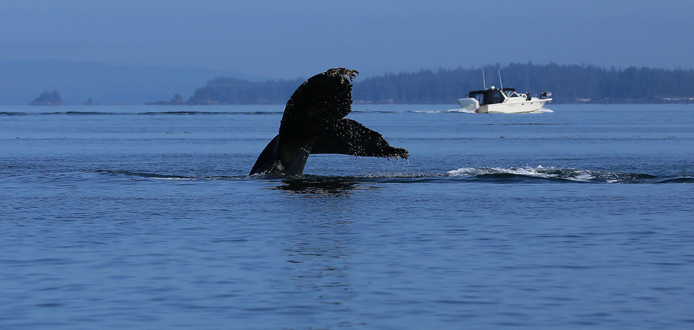 Humpback whale tail with seaweed hitchhikers.