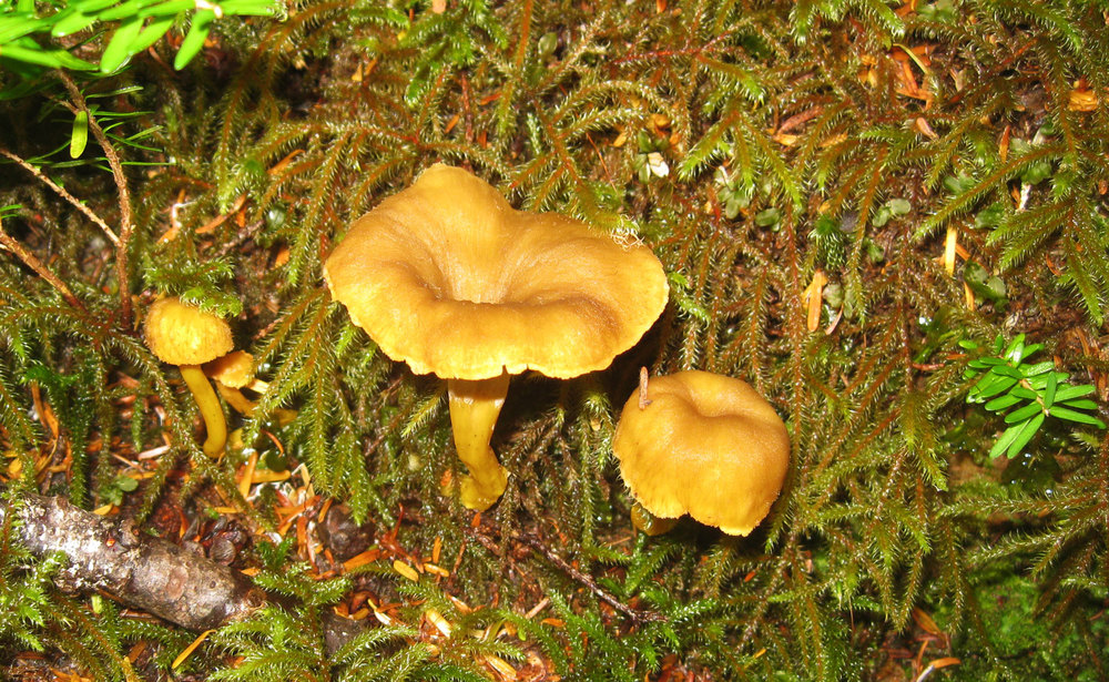 Mushroom edible winter chanterelle Southeast Alaska