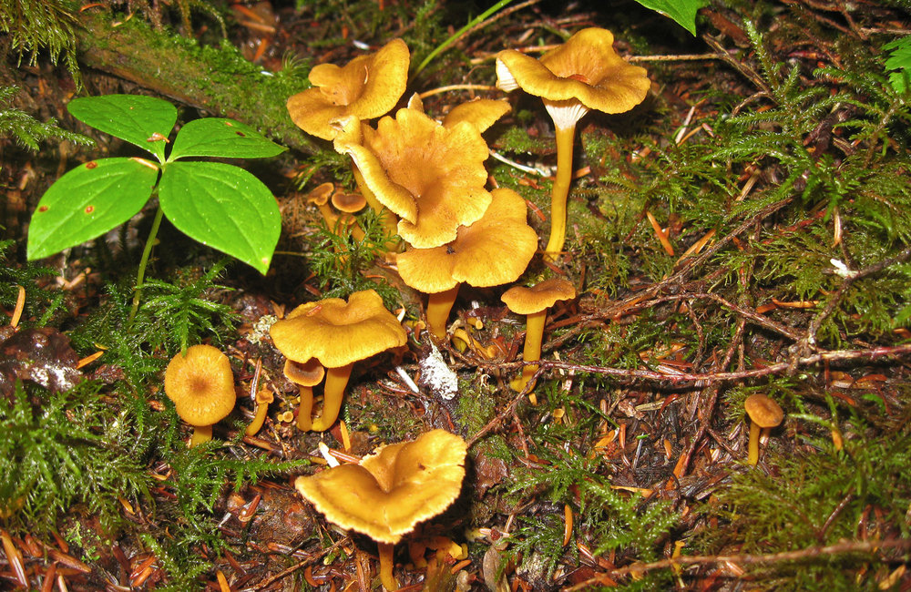 Winter chanterelle (Craterellus tubaeformus) 