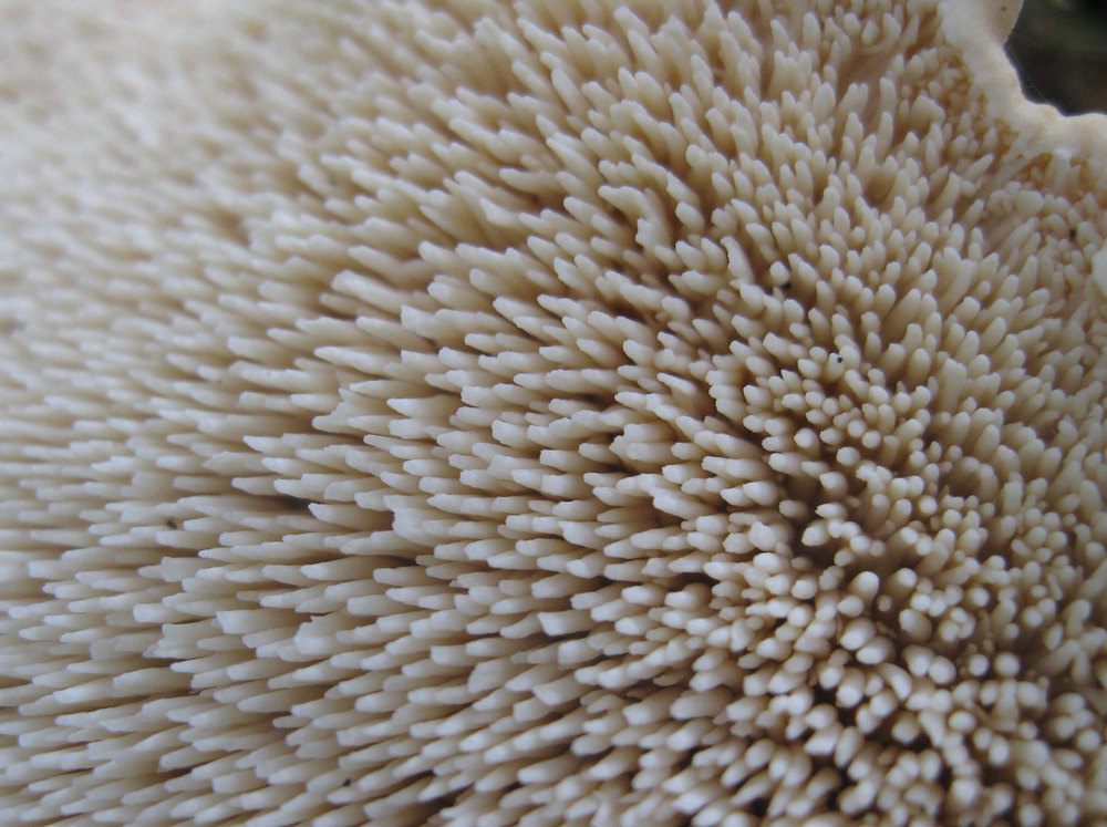 Teeth on the underside of a hedgehog cap. 