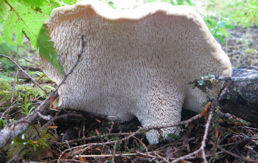 Underside of Hydnum repandum. 