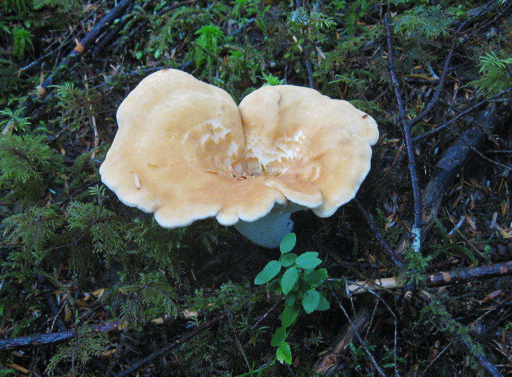 Mushroom hedgehog Southeast Alaska edible collect gather forage
