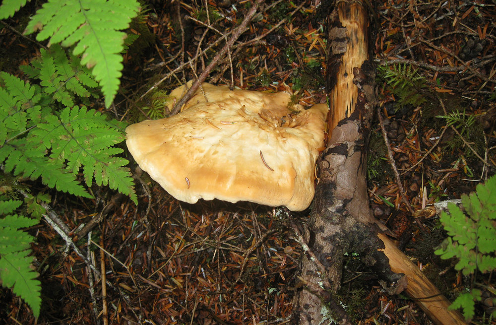hedgehog mushroom edible (hydnum repandum) forage pick gather eat