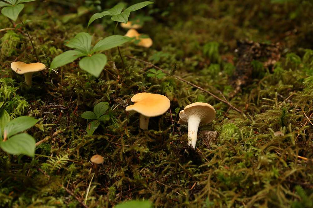 Hedgehog edible mushroom Southeast Alaska