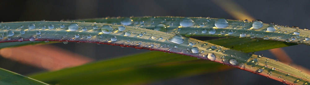 Grass water drops droplets color light beautiful pretty Southeast alaska