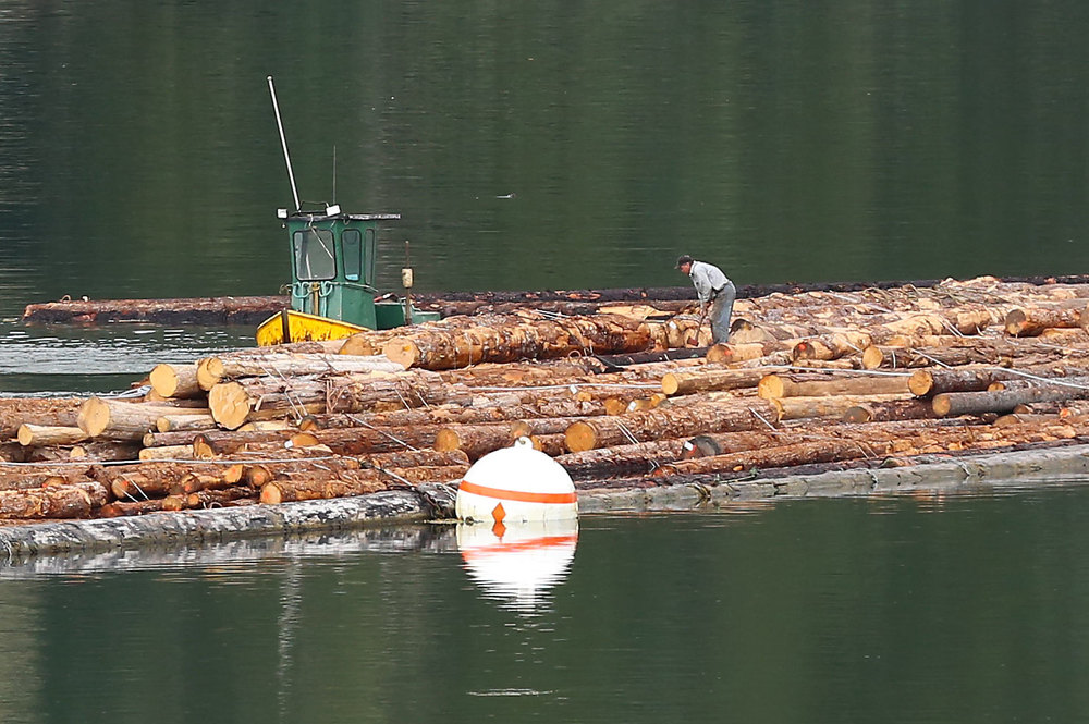 A green and yellow boom boat tied to a log raft. There are cedar, spruce, and hemlock bundles in this log raft.