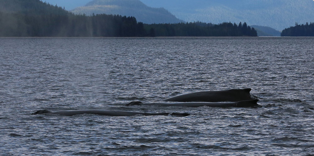 Humpback whales blowing. 