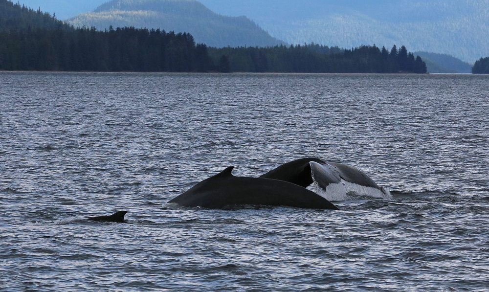 Humpback whales in Southeast Alaska