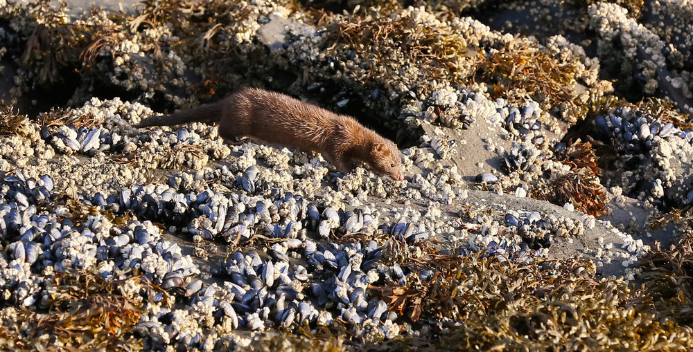 Mink (Neovison vison ) 