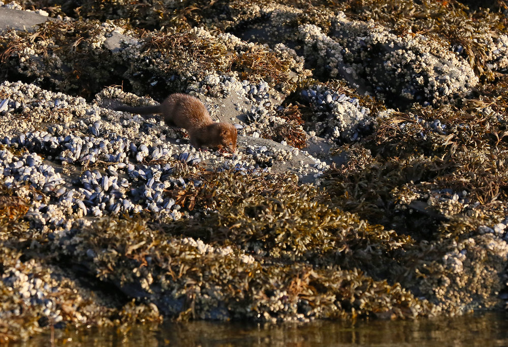 Mink on the beach in Southeast Alaska