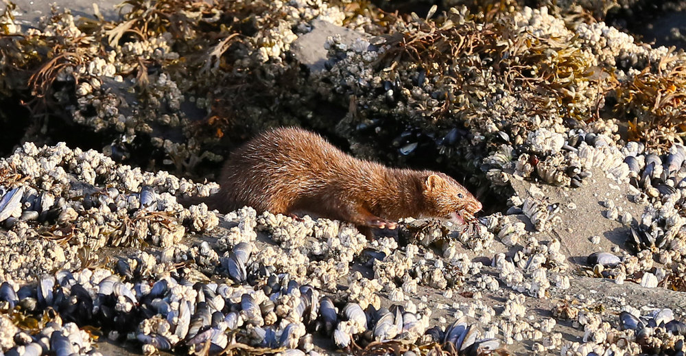 Mink eating a purple shore crab. 