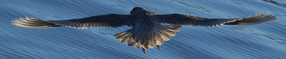 Seagull gull takeoff rear view Southeast Alaska