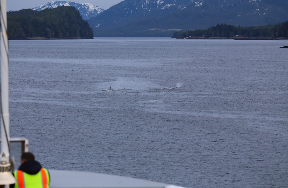 Killer whales (orca) in front of the ferry in Tongass Narrows by Ketchikan, Alaska.