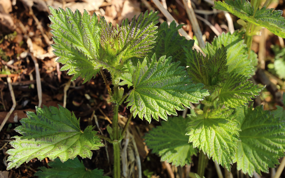 See the stinging hairs on the stem? They are on the leaves, too, with more on the underside than on the upper surface. (Click on photo to enlarge it)