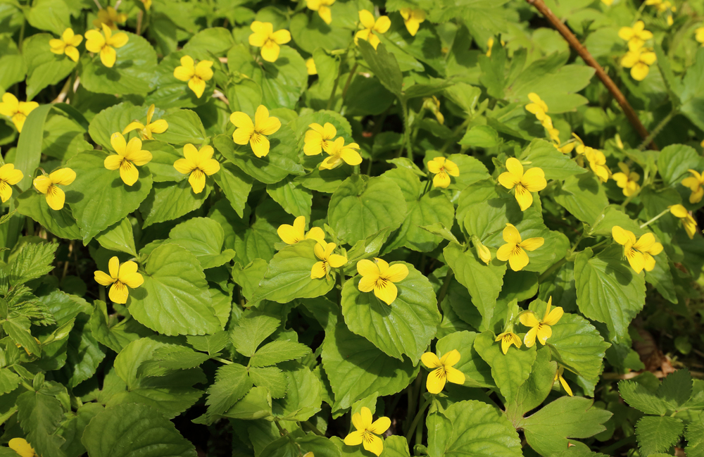 I often find yellow violets near nettle patches. This is another edible and medicinal plant!