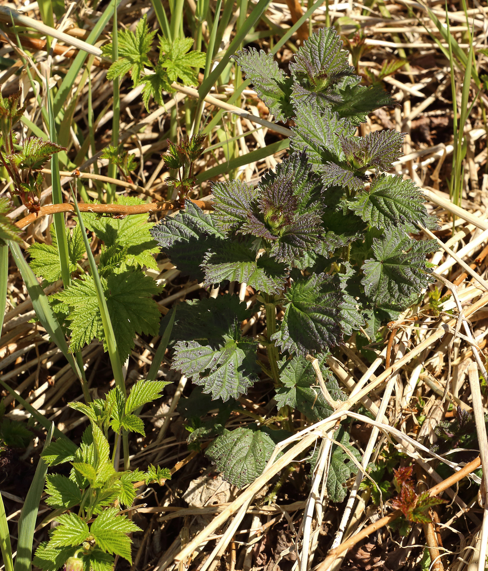 The nettles in this photo are middle to right. The lighter green leaves on the left are thimbleberry and salmonberry.