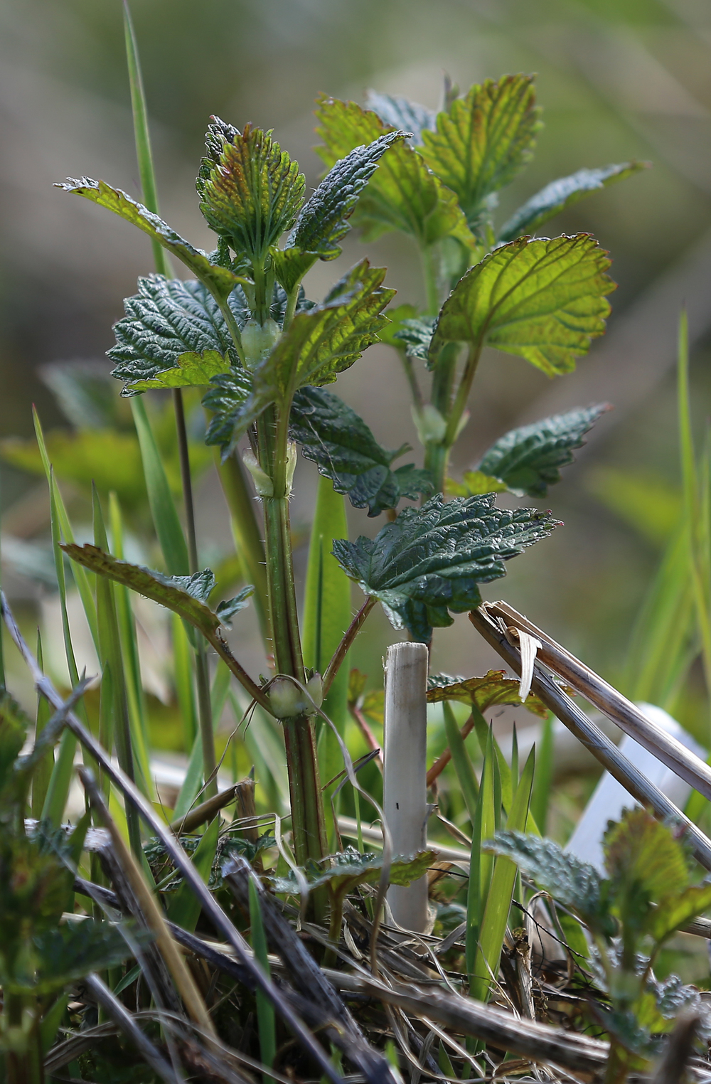 Young nettle plants found near a river.