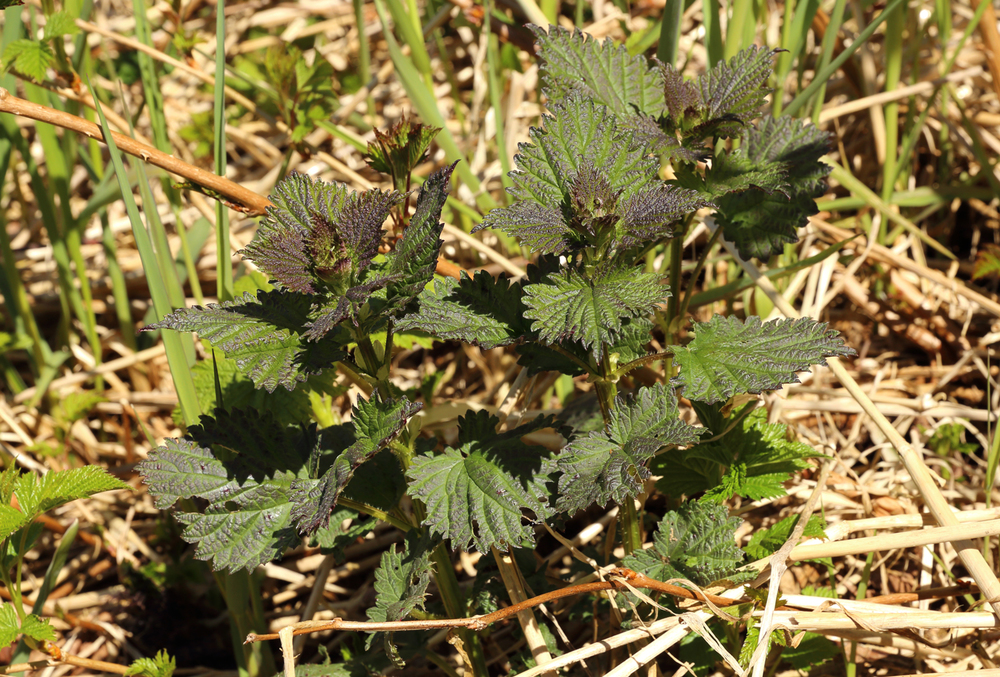 Young stinging nettle plants with their red-purple leaves. A little later in the season the red is gone and all of the leaves are dark green. This patch was near a beach.