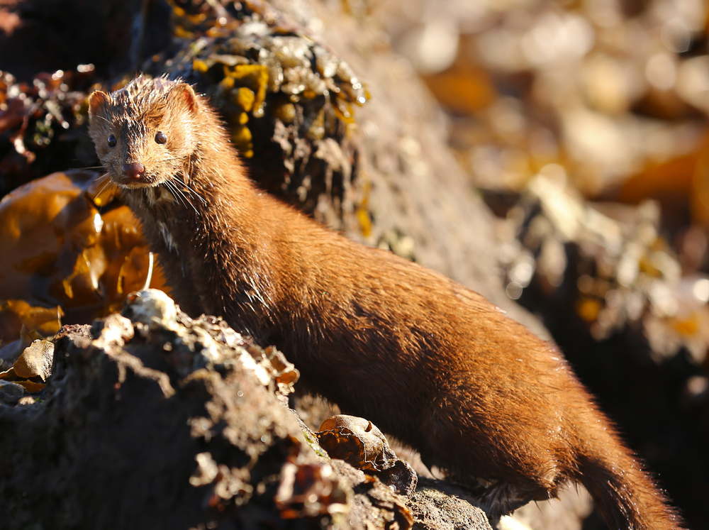 American mink Southeast Alaska