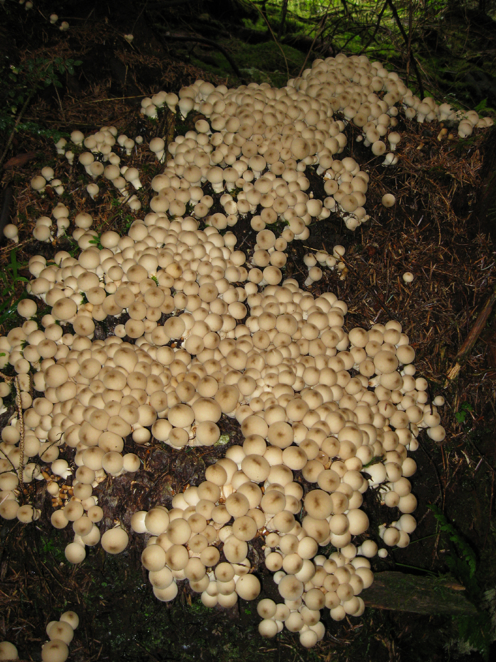 Pear shaped puffballs in the forest.