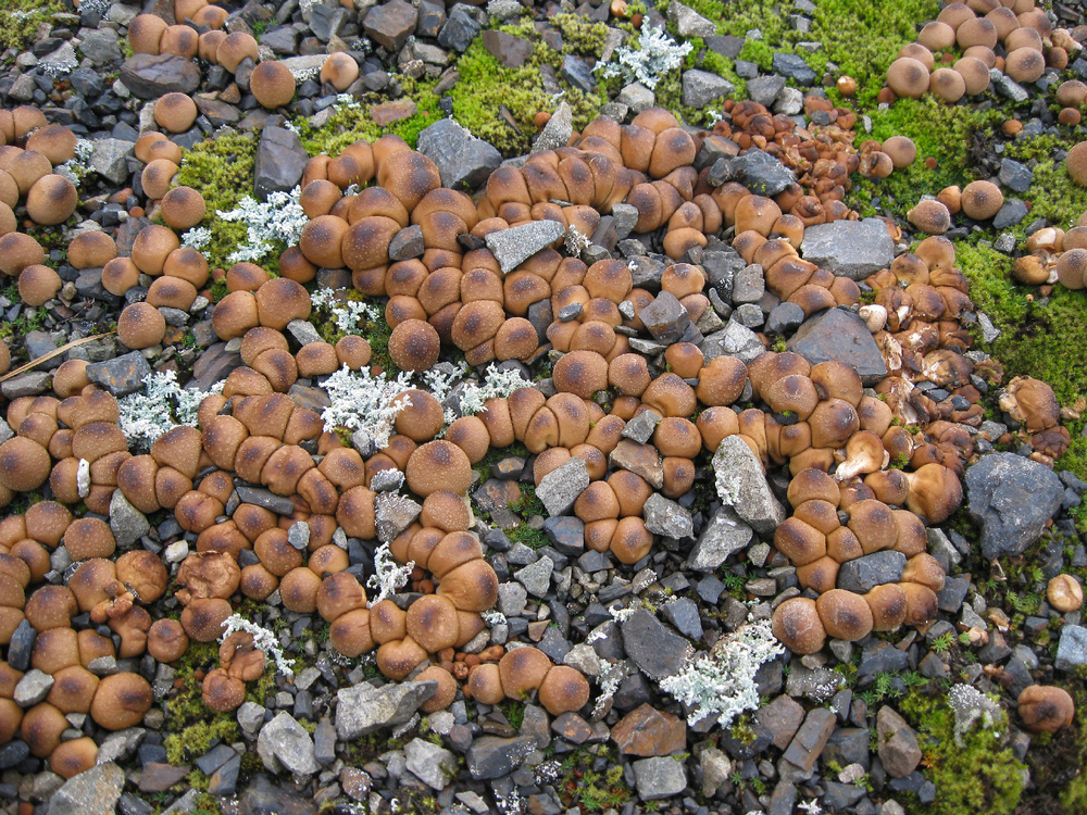 Pear shaped puffballs on an old logging road.