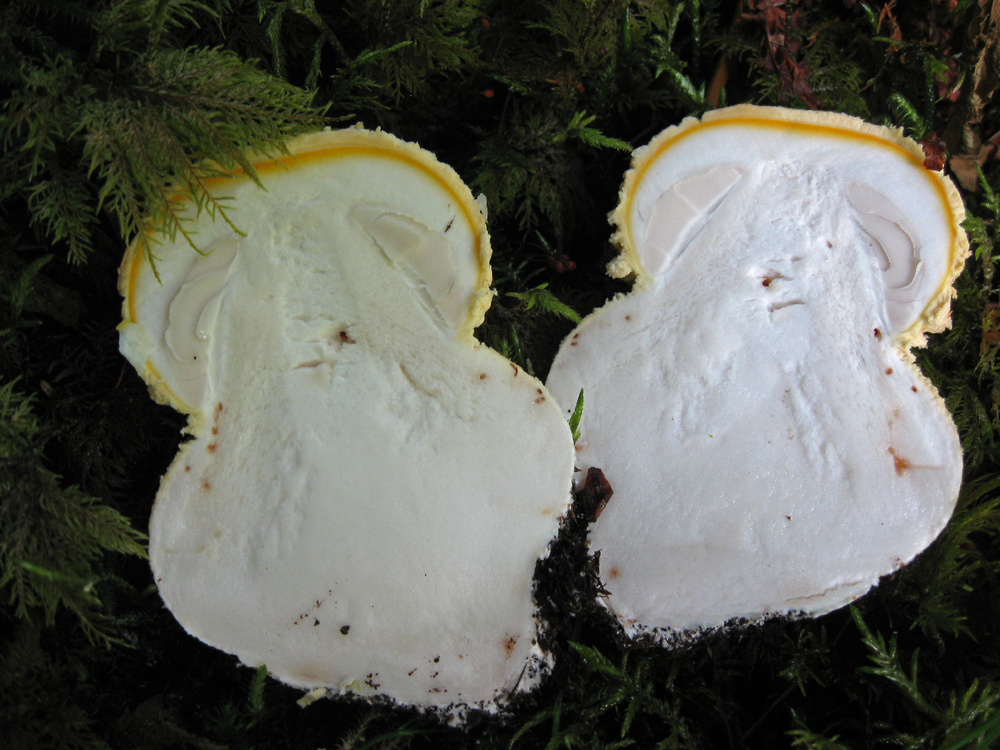 Amanita button sliced in half. Poisonous! Note that you can see the mushroom forming inside. Only the top portion of this mushroom was showing above the moss before I picked it.