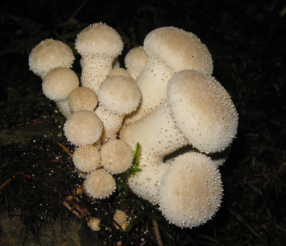 Gem studded puffball mushrooms. If you pick them the dusty "gems" will often come off on your fingers.