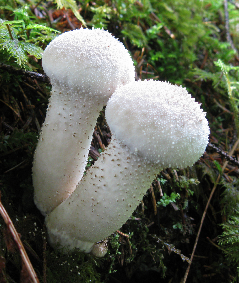 gem studded puffball mushroom edible Southeast Alaska stalk forest fungi