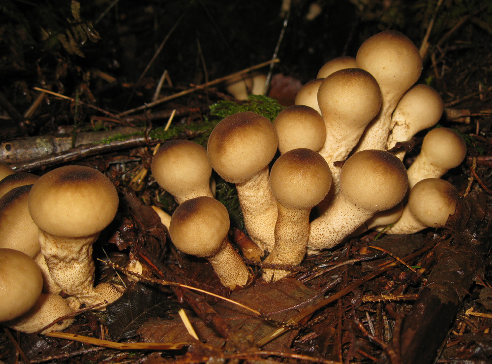 pear shaped puffball mushrooms edible Southeast Alaska