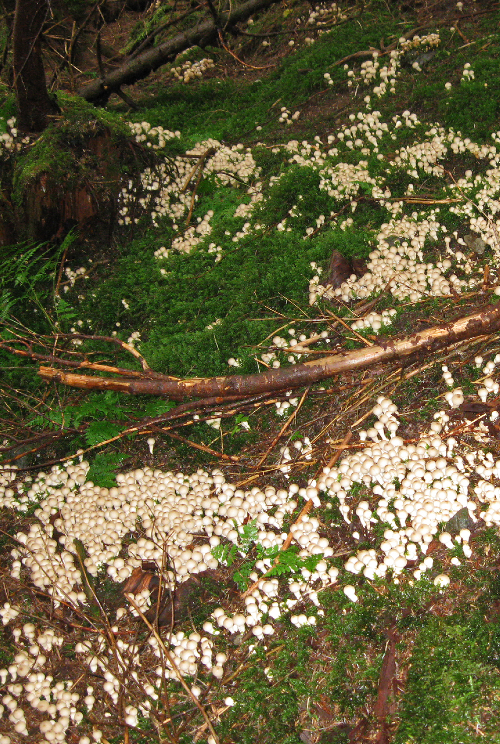 puffball mushrooms edible forest moss Southeast Alaska
