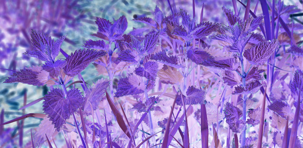 Stinging nettles inverted purple fun abstract Southeast Alaska