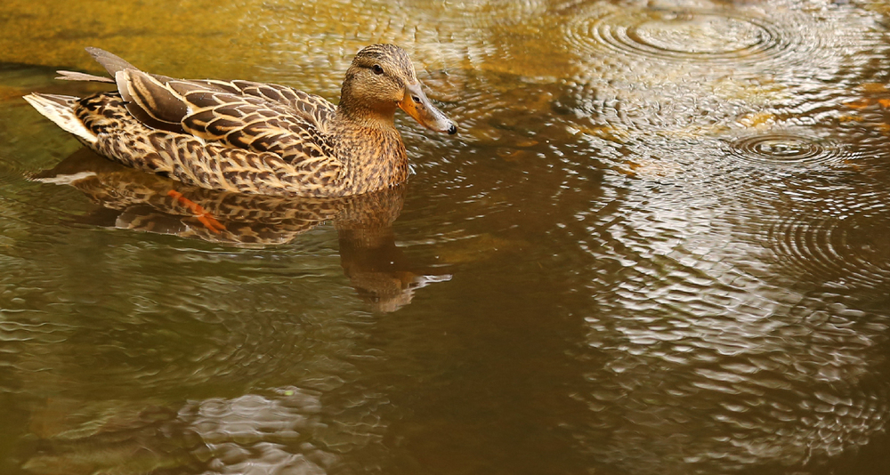 Duck female mallard pretty rain water