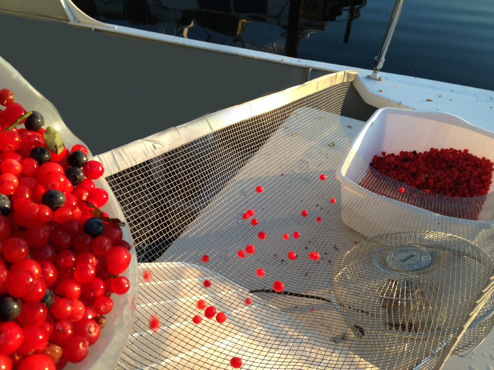 Rolling red huckleberries down the screen. Bend the sides of the screen up to keep the berries going the right direction.