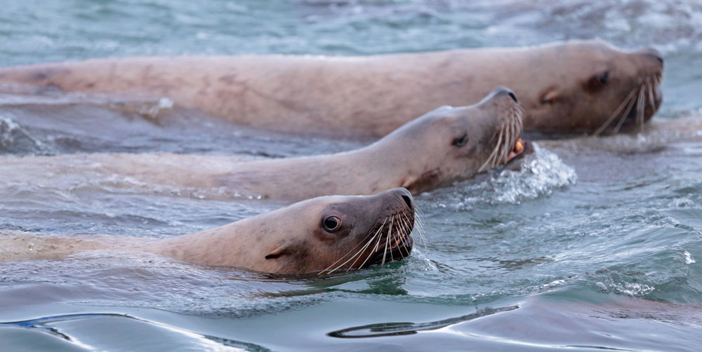 Stellar's sea lions Southeast Alaska two cows and a bull