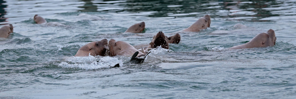 Herd of Stellar's sea lions Southeast Alaska
