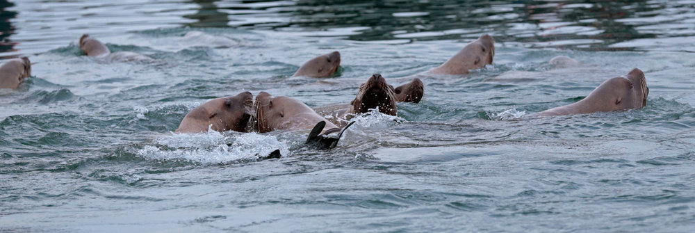 Herd of Stellar's sea lions Southeast Alaska