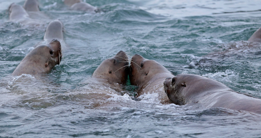 Stellar's sea lions kissing socializing Southeast Alaska