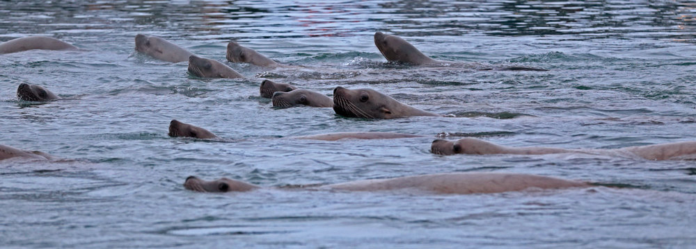 Herd of Stellar's sea lions Southeast Alaska