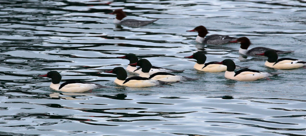 Common mergansers Southeast Alaska