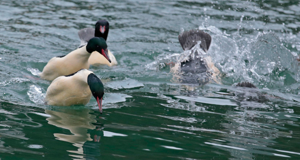 Common merganser diving Southeast Alaska