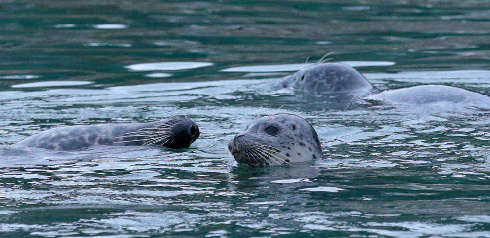 Seal in Wrangell Alaska Spotted upside down seal