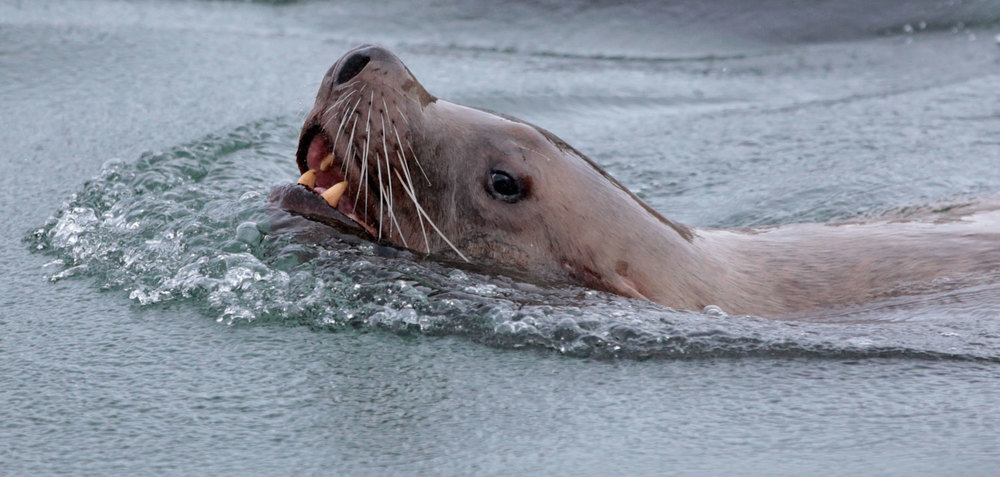 Stellar sea lion teeth Southeast Alaska