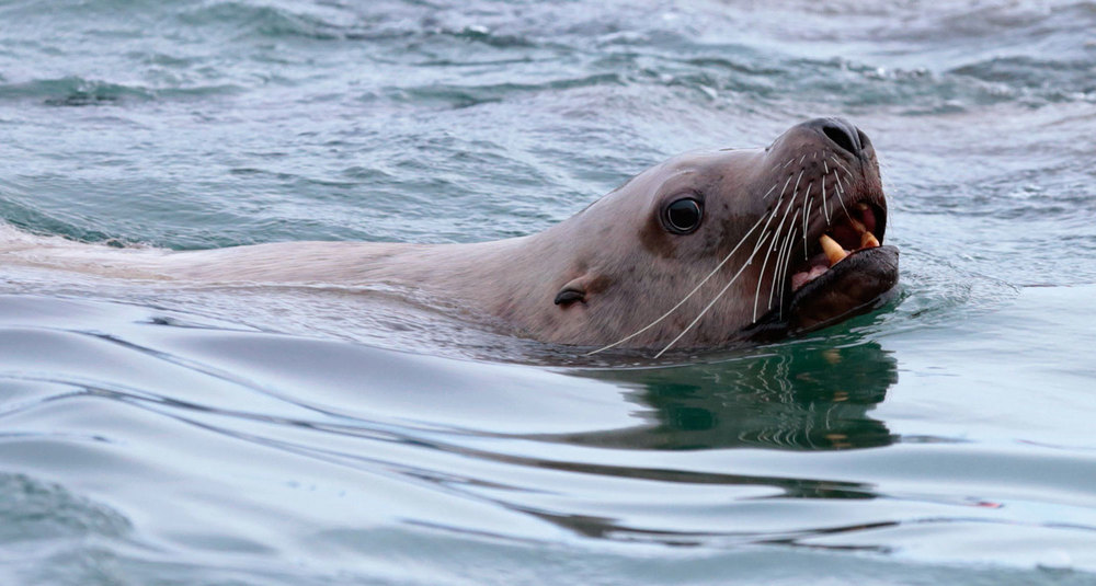 Stellar sea lion mouth open teeth Southeast Alaska