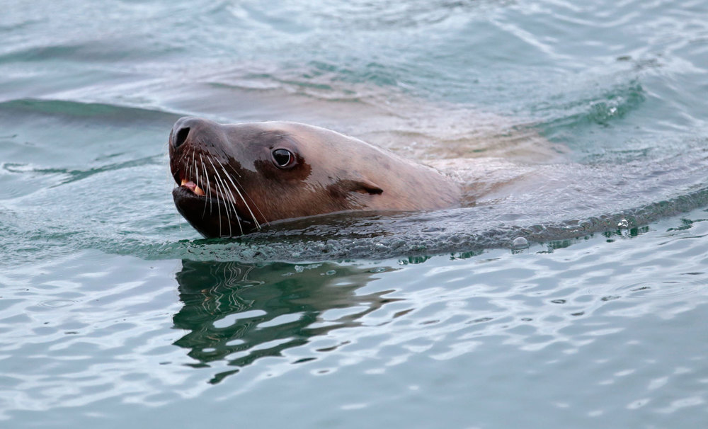 Stellar sea lion cow turning in the water Southeast Alaska