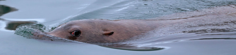 sneaky Stellar sea lion Southeast Alaska