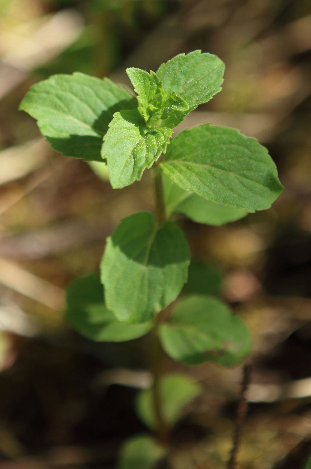 Field mint wild mint Southeast Alaska Mentha arvensis
