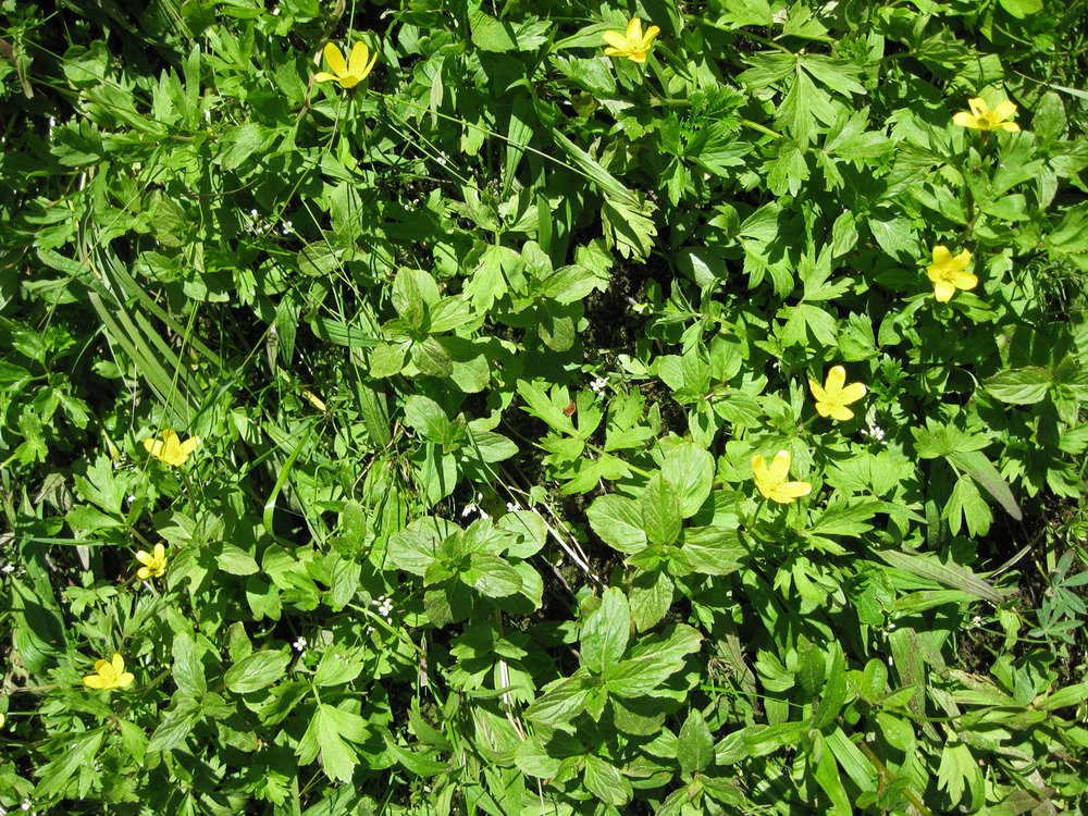 Young mint plants hanging out with buttercup, grass, and baby lupine