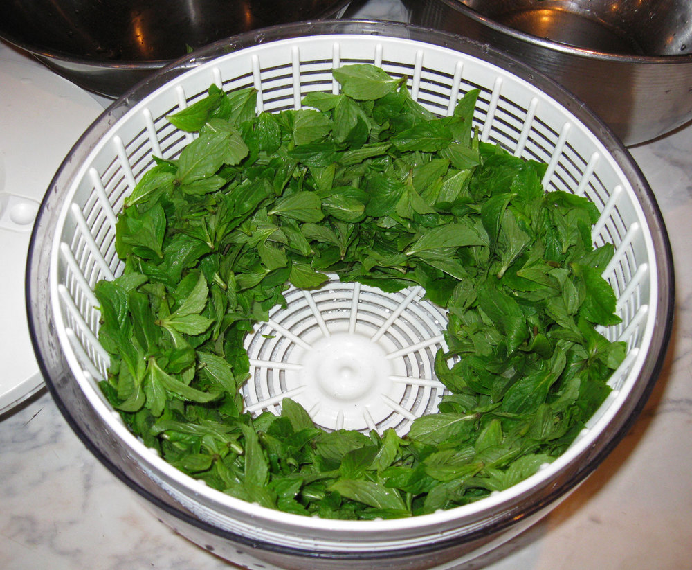After rinsing the bowl and spinning the leaves they are ready to go on the dehydrator racks.